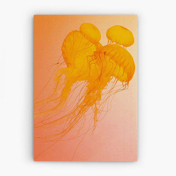 Medusas 600 Medusas