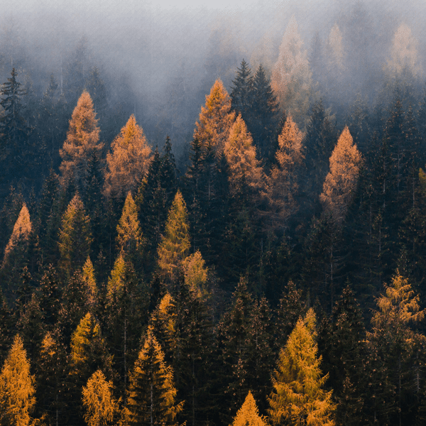 Bosque Neblina close Canvas Cuadro Bosque Neblina - acercamiento