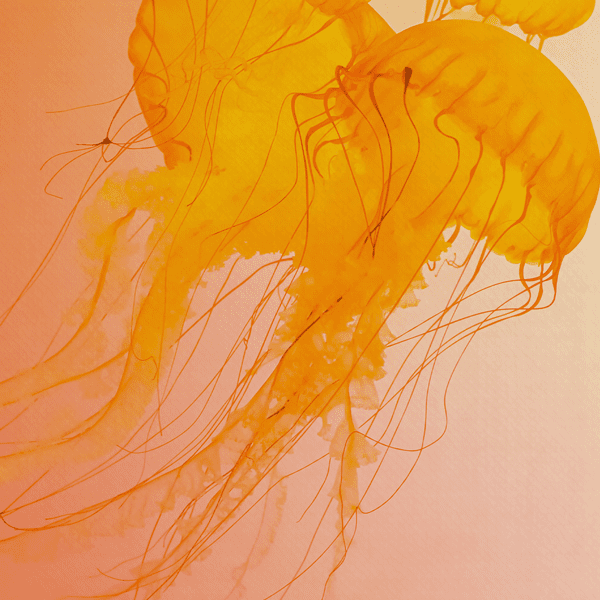 Medusas-Close Canvas Cuadro Medusas - acercamiento